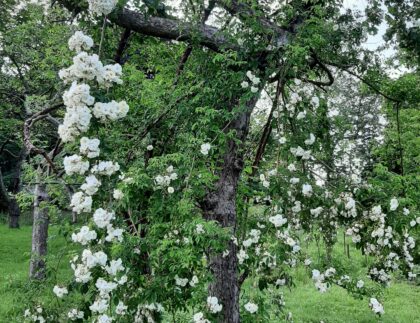 Remmlerrose in altem Obstbaum