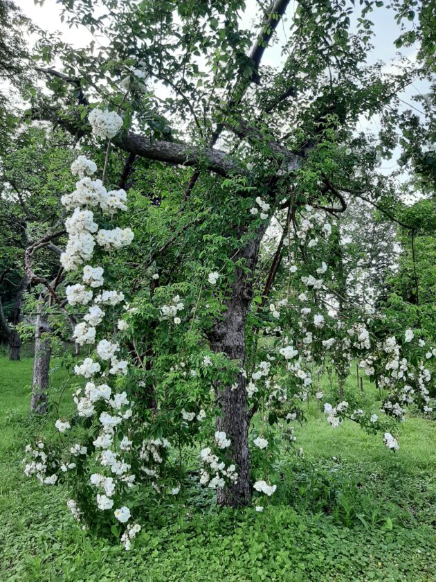 Remmlerrose in altem Obstbaum